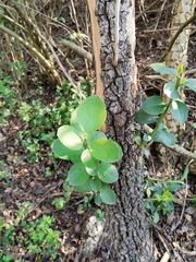 Gymnosporia buxifolia
