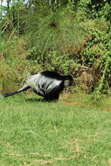 Colobus guereza matschiei