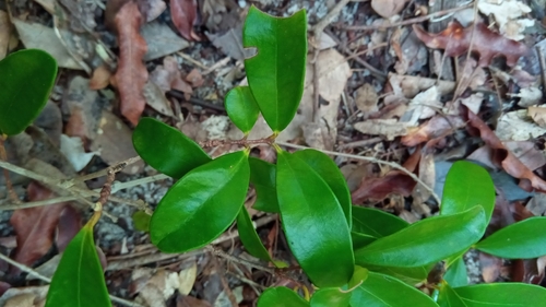 Eugenia tropophylla image