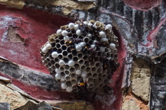 Polistes sagittarius