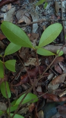 Eugenia tropophylla image