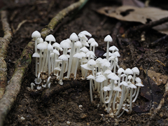 Termitomyces microcarpus