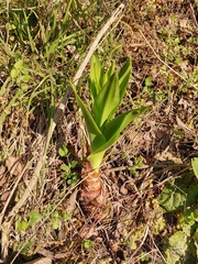 Drimia elata