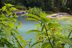 Malvaviscus penduliflorus