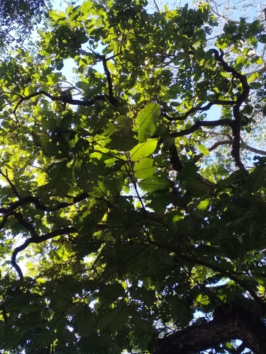 Image of Terminalia elliptica by (c) Karthik Thrikkadeeri, some rights reserved (CC BY)