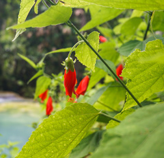 Malvaviscus penduliflorus