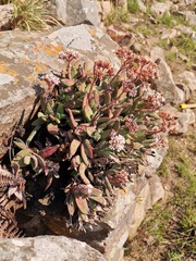 Crassula perfoliata