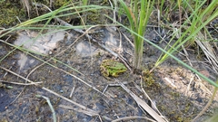 Pelophylax lessonae