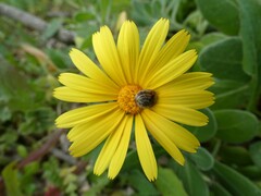 Calendula suffruticosa maritima