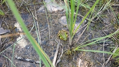 Pelophylax lessonae