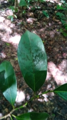 Trilepisium madagascariense image