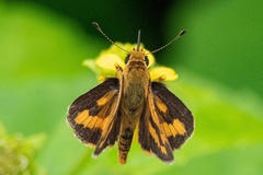 Taractrocera ina