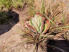 Kalanchoe thyrsiflora