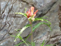 Castilleja affinis