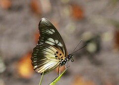 Pseudacraea lucretia protracta