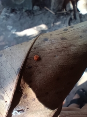 Fungi