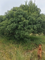 Senegalia hereroensis