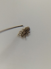 Pediculus humanus capitis