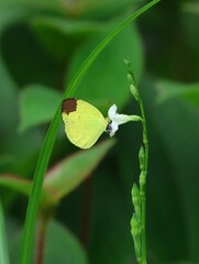 Eurema sari