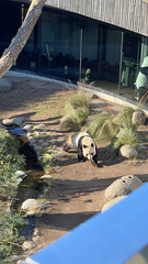 Ailuropoda melanoleuca