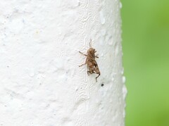 Trilophidia annulata