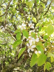 Pyrus cordata