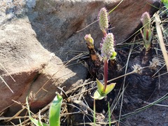 Merwilla plumbea