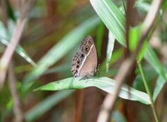 Mycalesis mineus