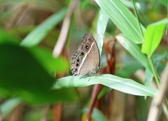 Mycalesis mineus