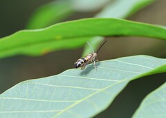 Phalerimeris phalerata