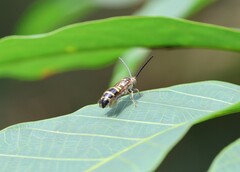 Phalerimeris phalerata