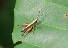Phlaeoba antennata