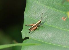 Phlaeoba antennata