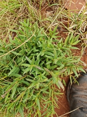 Pseudopegolettia tenella