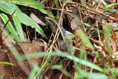 Eutropis longicaudata