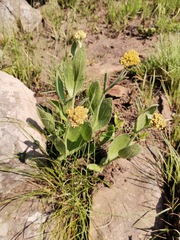 Helichrysum acutatum