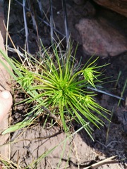 Psammotropha