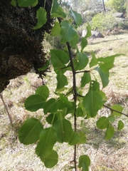 Pyrus cordata