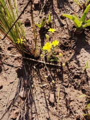 Hypoxis angustifolia