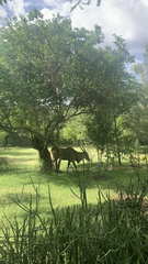 Tragelaphus oryx pattersonianus
