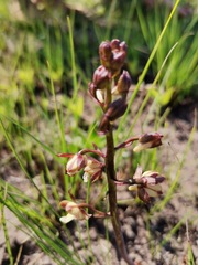 Eulophia clitellifera