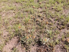 Helichrysum auriceps