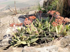 Crassula perfoliata