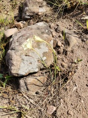 Gladiolus longicollis