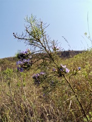 Psoralea glabra
