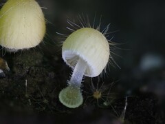 Mycena brunneisetosa