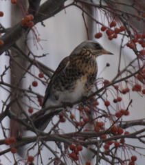 Turdus pilaris