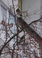Turdus pilaris