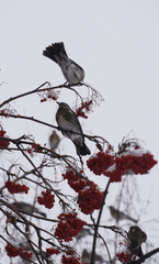 Turdus pilaris