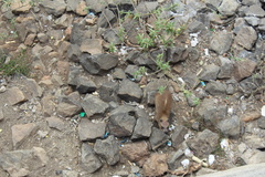 Procavia capensis johnstoni